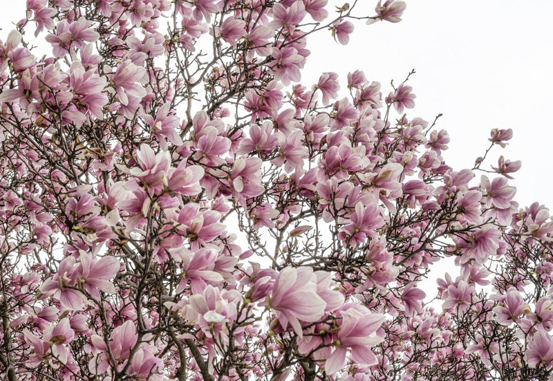Foto Decorar Naturaleza Algodones Flores Boston 3