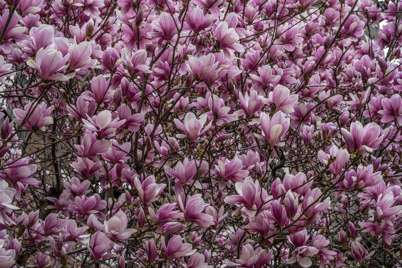 Foto Decorar Naturaleza Algodones Flores Boston 4