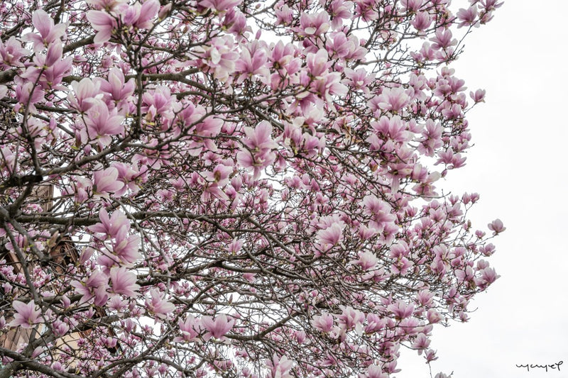 Foto Decorar Naturaleza Algodones Flores Boston