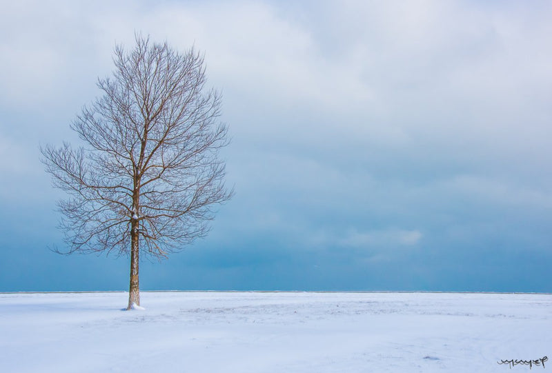 Foto Decorar Naturaleza Arbol Azulado Chicago