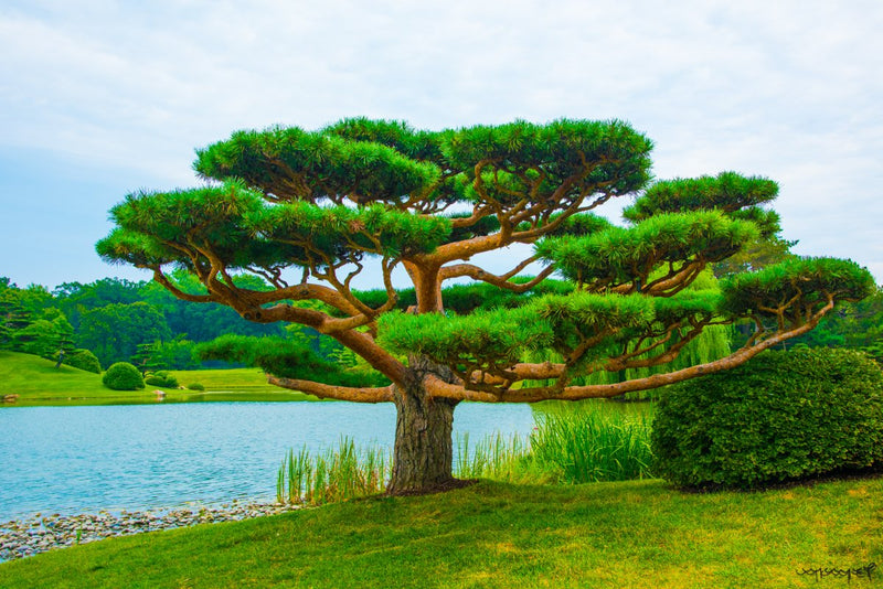 Foto Decorar Naturaleza Arbol Paraguas Chicago
