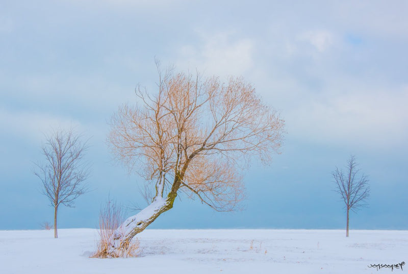Foto Decorar Naturaleza Arbol Torcido Chicago