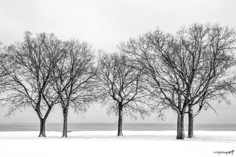 Foto Decorar Naturaleza Arboles Abiertos