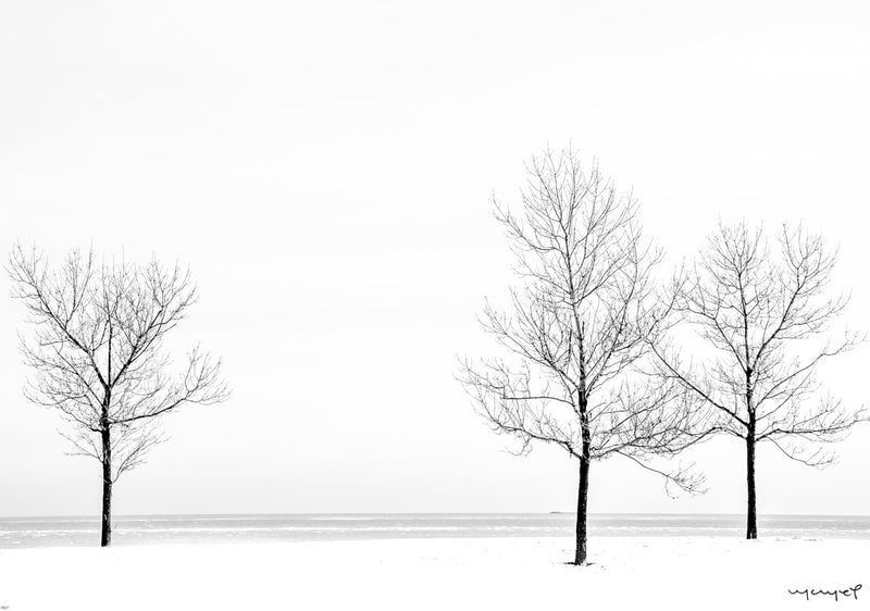 Foto Decorar Naturaleza Arboles Acompanados Chicago
