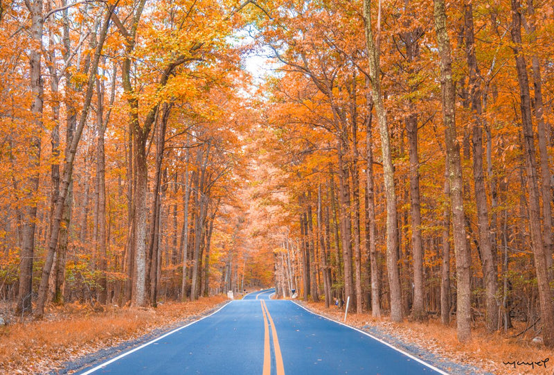 Foto Decorar Naturaleza Arboles Camino NY