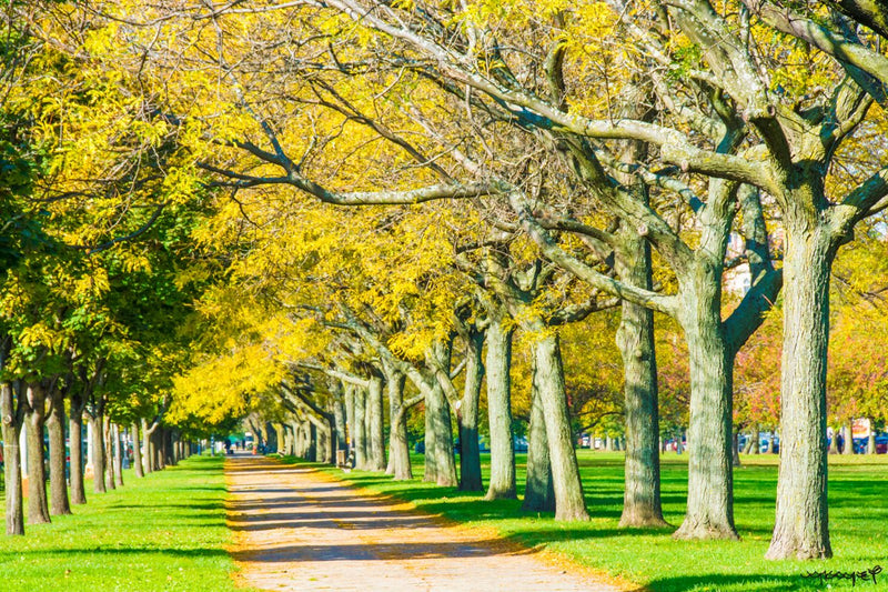 Foto Decorar Naturaleza Arboles Enfilados Chicago
