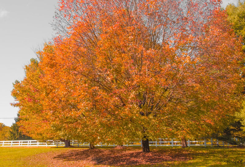 Foto Decorar Naturaleza Arboles Granja Boston