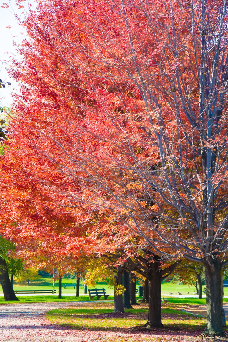 Foto Decorar Naturaleza Arboles Jhon Chicago