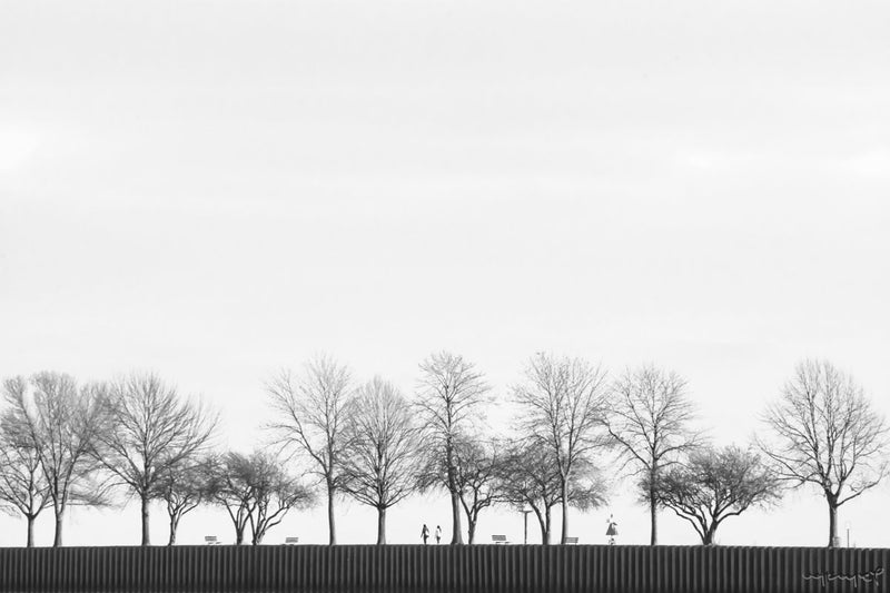 Foto Decorar Minimalista Arboles Milwaukee