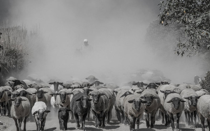 Foto Decorar Animales Otros Arreando Borregos Nevado
