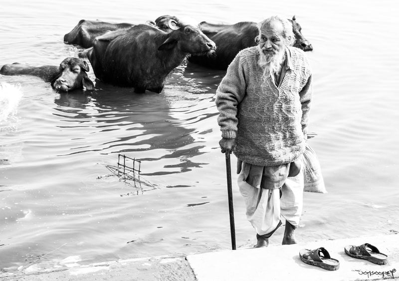 Foto Decorar Animales Otros Arreando Varanasi 2