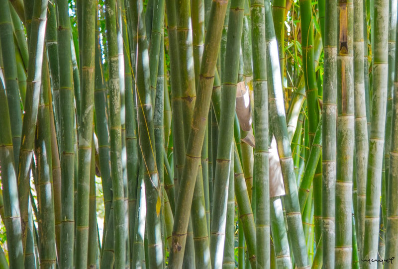 Foto Decorar Naturaleza Bambus Marruecos 2