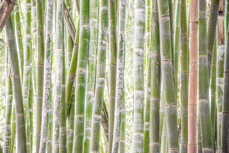 Foto Decorar Naturaleza Bambus Marruecos