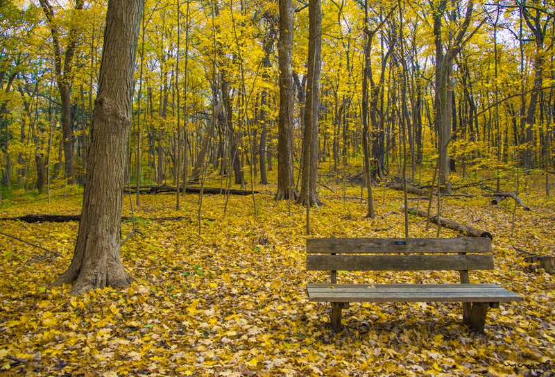 Foto Decorar Naturaleza Banca Entre Hojas