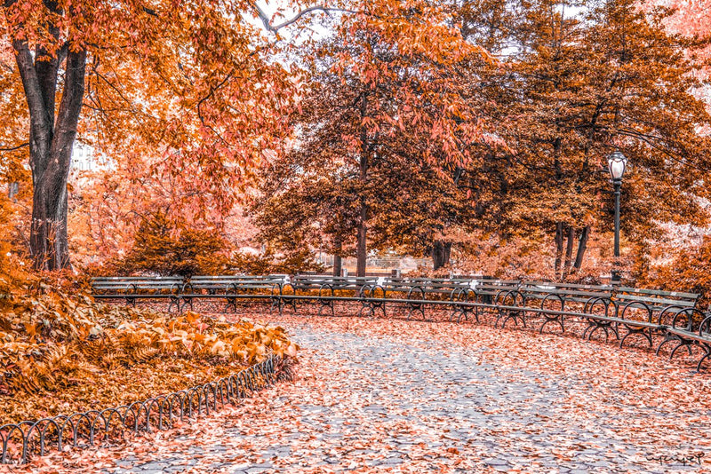 Foto Decorar Naturaleza Bancas Y Hojas NY