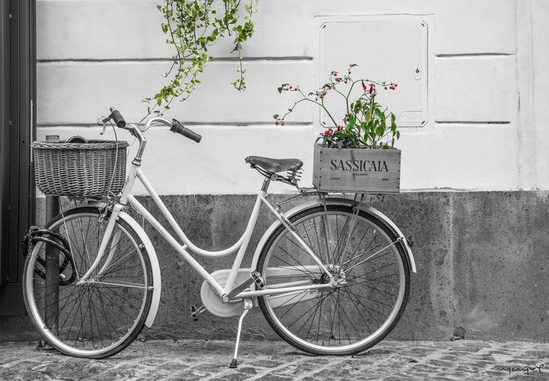 Foto Decorar Transportes Bici Sassicaia