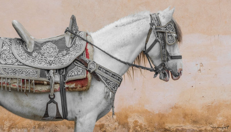 Foto Decorar Caballos Caballo Marroqui Cortado