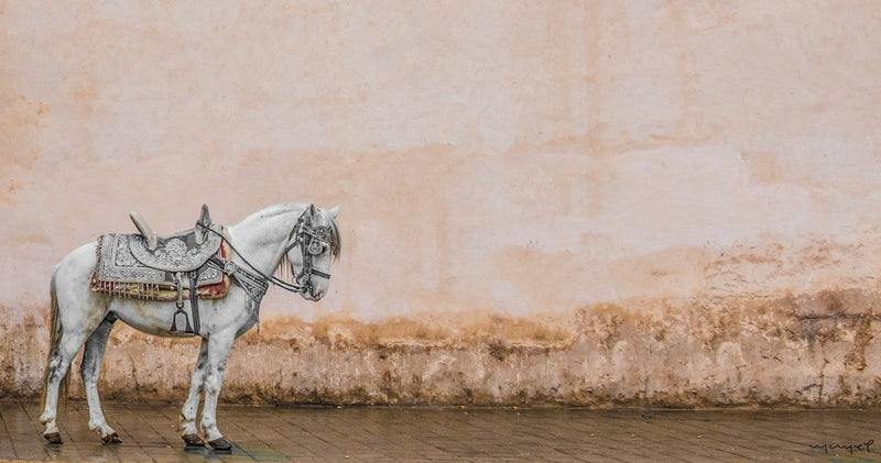 Foto Decorar Caballos Caballo Marroqui Solitario