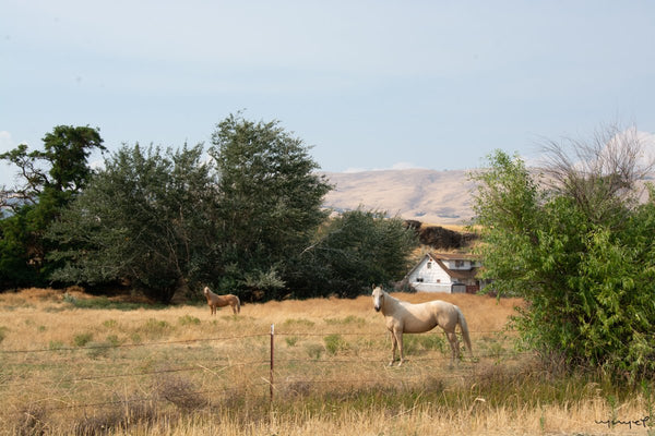 Foto Decorar Caballos Caballo Pastozales