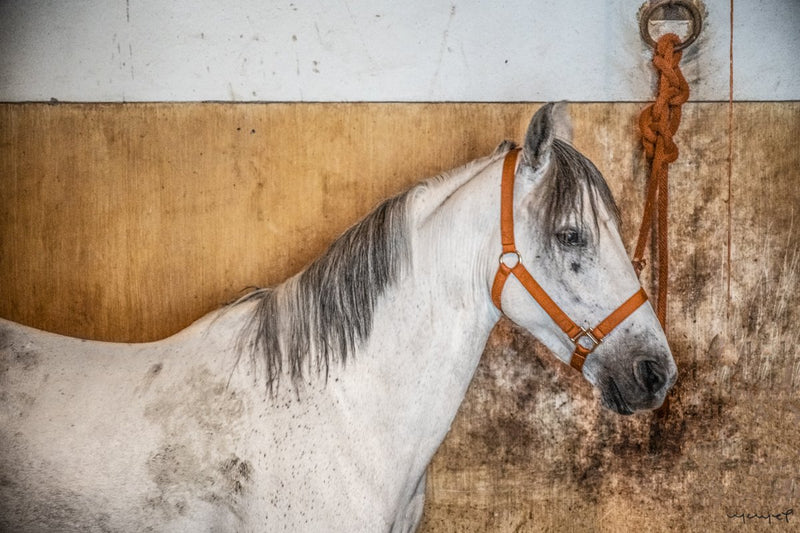 Foto Decorar Caballos Caballo Rojo 2