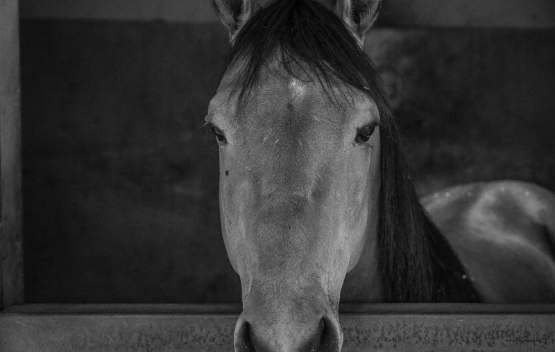 Foto Decorar Caballos Caballo Rojo 3