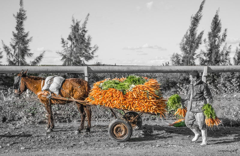 Foto Decorar Caballos Caballo Y Zanahorias