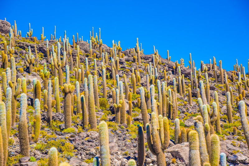 Foto Decorar Naturaleza Cactus Bolivia