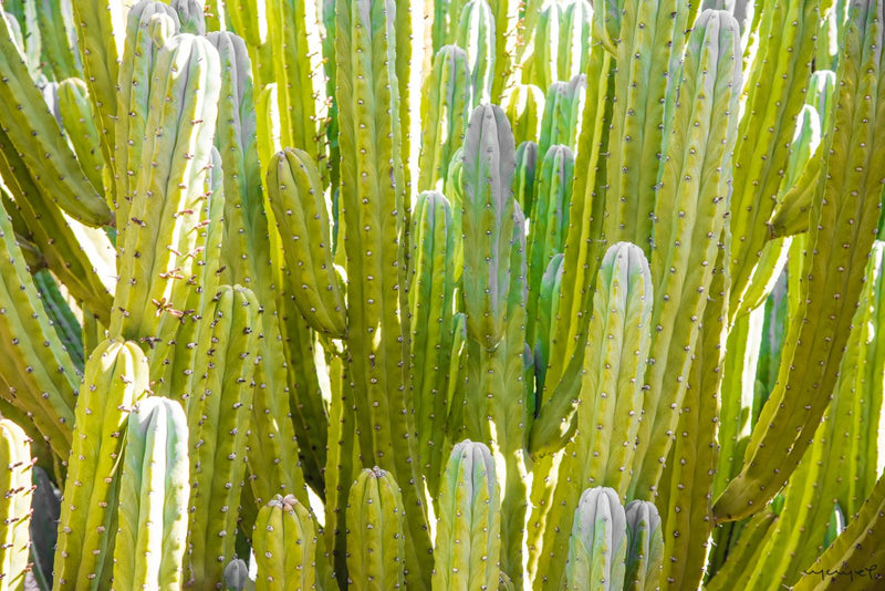 Foto Decorar Naturaleza Cactus Marruecos Encontrados