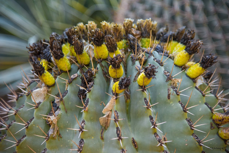 Foto Decorar Naturaleza Cactus Pinitas