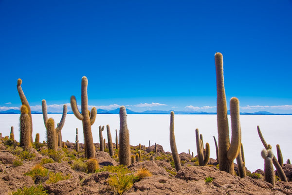 Foto Decorar Paisajes Cactus Salados