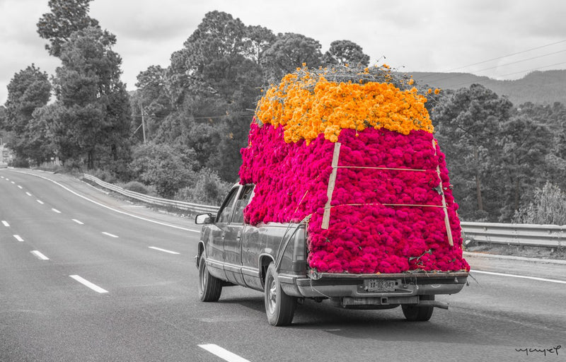 Foto Decorar Colores Mexicanos Camioneta Flores Cempasuchil 2