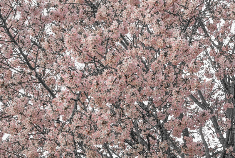 Foto Decorar Naturaleza Cerca Algodones Boston