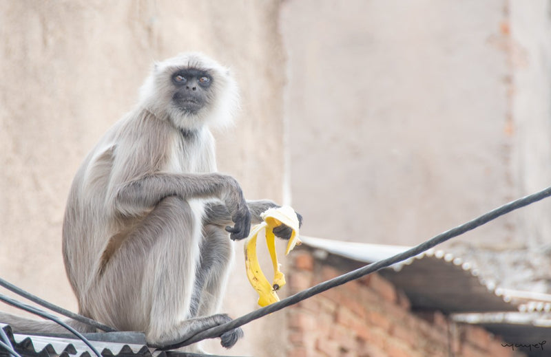 Foto Decorar Animales Otros Chango India