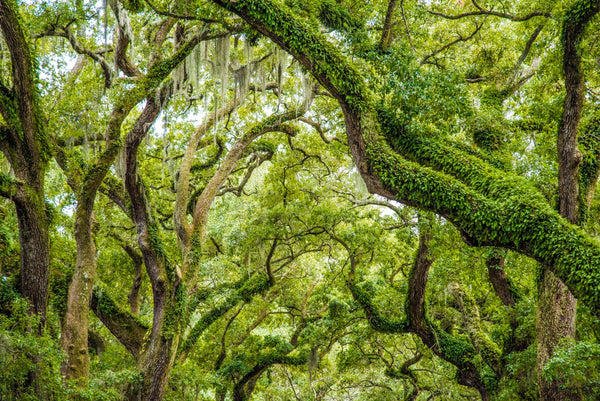 Foto Decorar Naturaleza Creciendo Verde