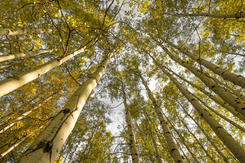 Foto Decorar Naturaleza Direccionados Colorado