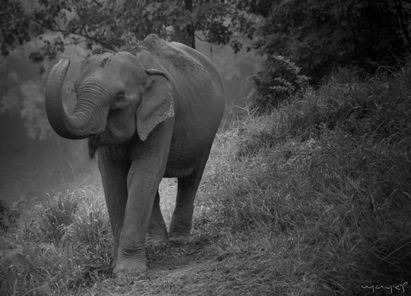 Foto Decorar Elefantes Elefante Chiang Mai