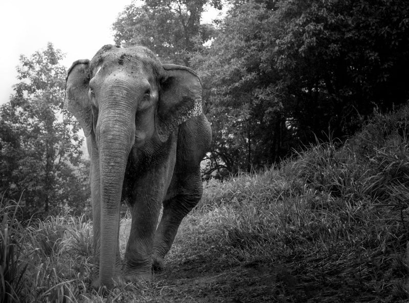 Foto Decorar Elefantes Elefante Chiang mAI 2