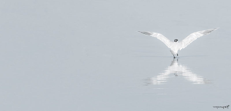 Foto Decorar Aves Emprendiendo Vuelo 2