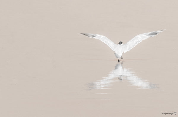 Foto Decorar Aves Emprendiendo Vuelo