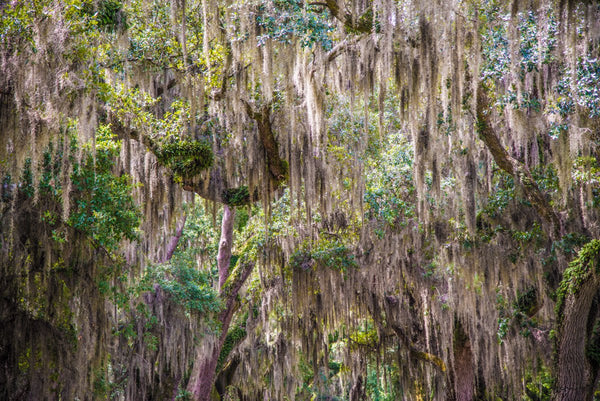 Foto Decorar Naturaleza Entre Ramas
