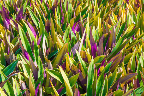 Foto Decorar Naturaleza Espadas Pintadas