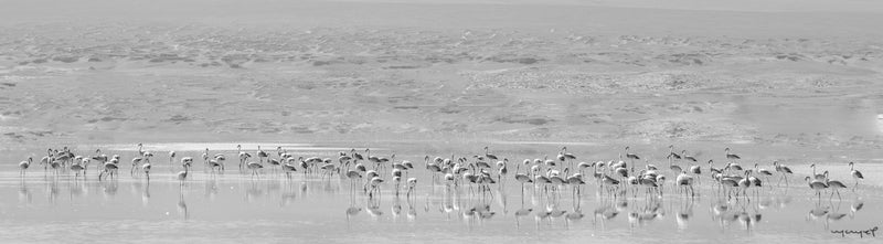 Foto Decorar Aves Falimingos Bolivia 2