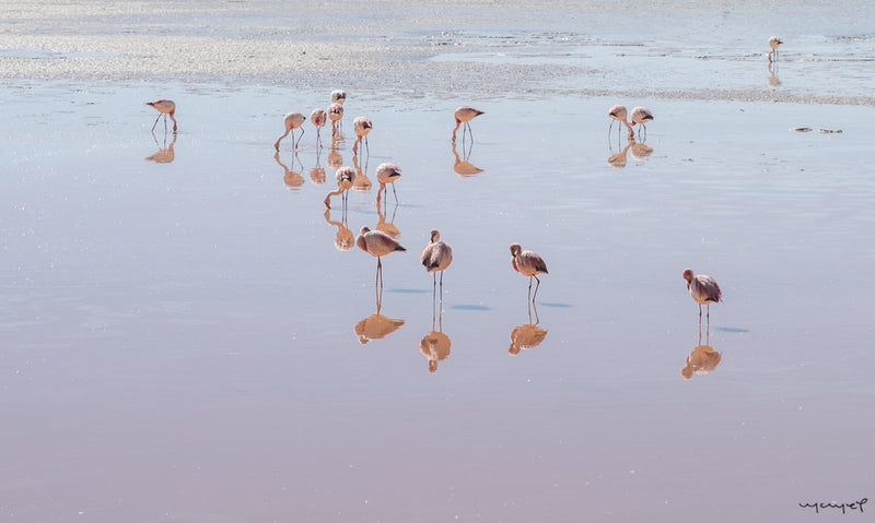 Foto Decorar Aves Flamingo Bolivia 2