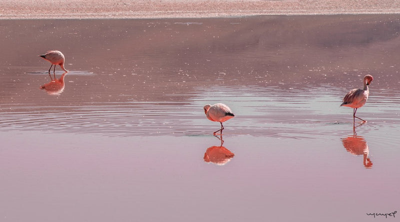 Foto Decorar Aves Flamingo Bolivia Colorado 2
