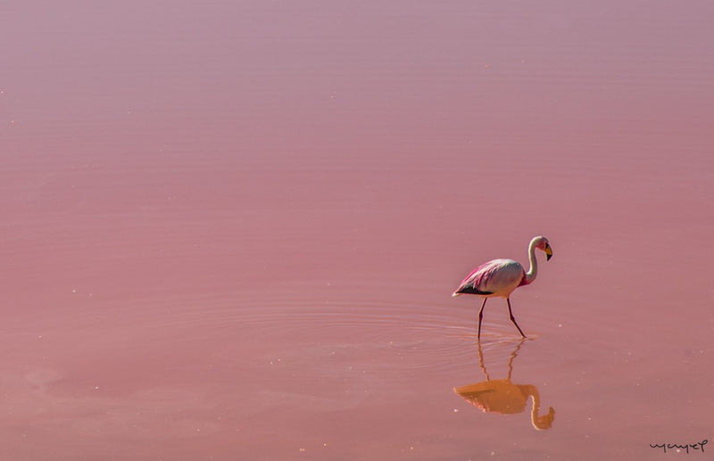 Foto Decorar Aves Flamingo Bolivia Colorado