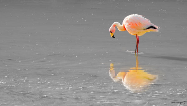 Foto Decorar Aves Flamingo Bolivia