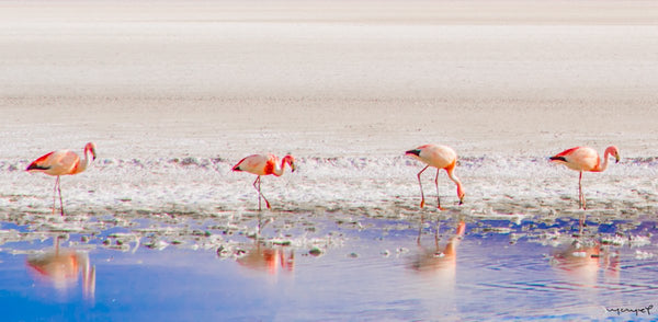 Foto Decorar Aves Flamingos Bolivia cuarteto