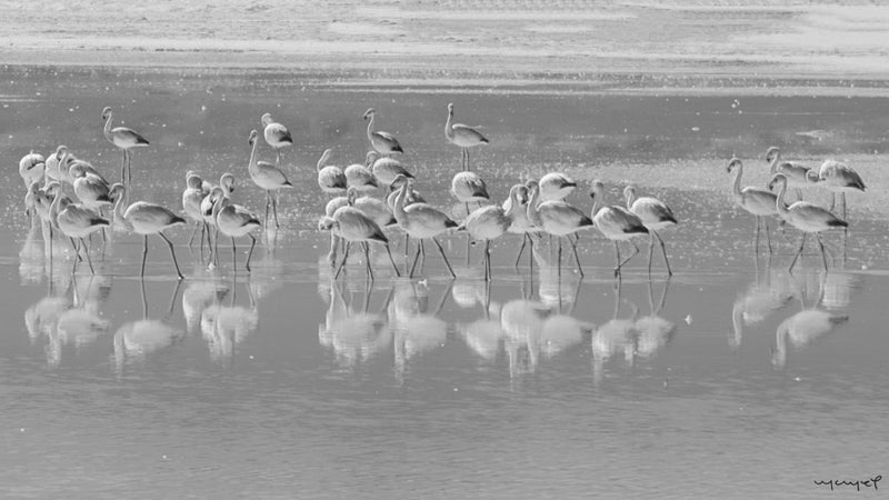 Foto Decorar Aves Flamingos Bolivia