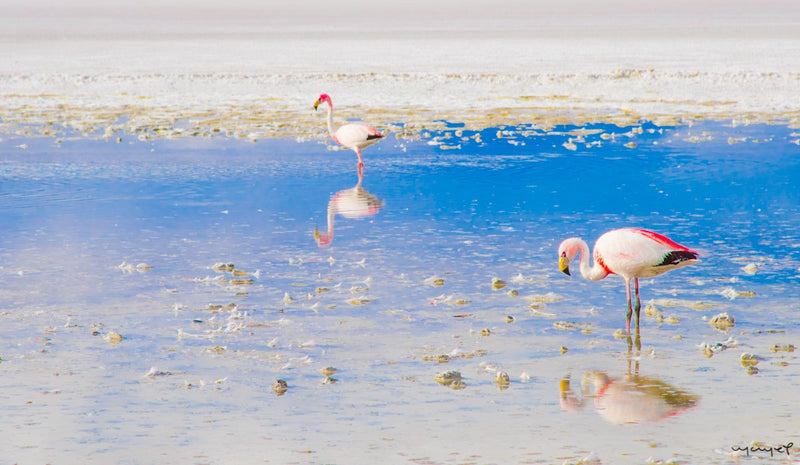 Foto Decorar Aves Flamingos Bolivia Duo