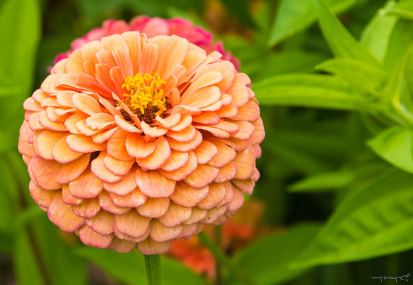 Foto Decorar Naturaleza Flor Naranja